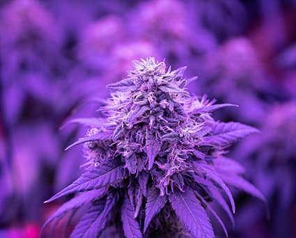 Fleur CBD cultivée en indoor